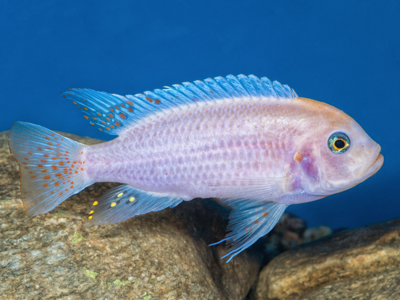 Image of Maylandia estherae