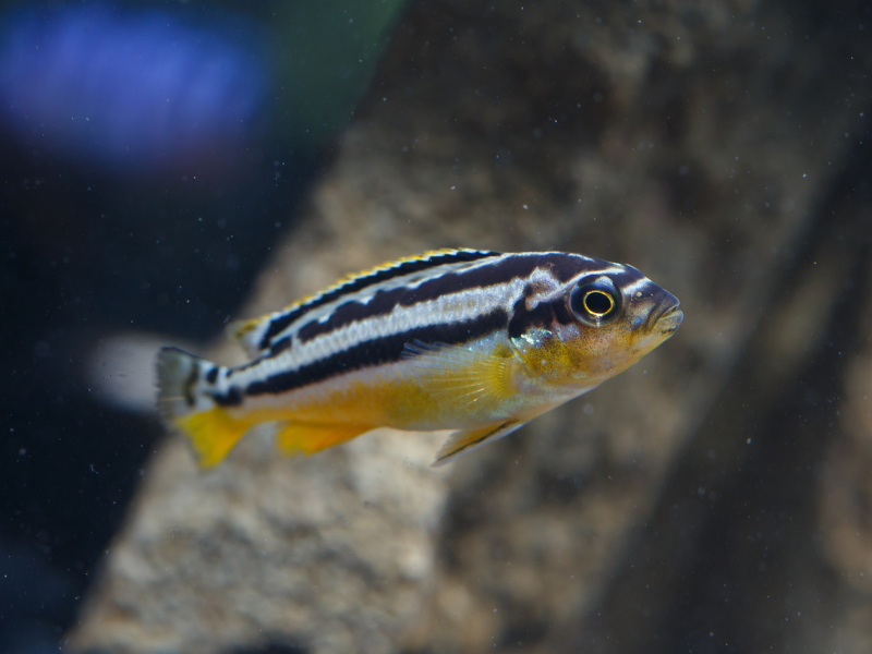 Image of Melanochromis auratus