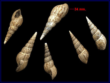 Image of Melanoides tuberculata