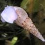 Image of Melanoides tuberculatus