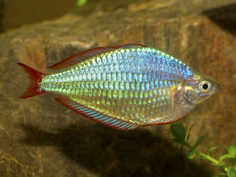 Melanotaenia praecox