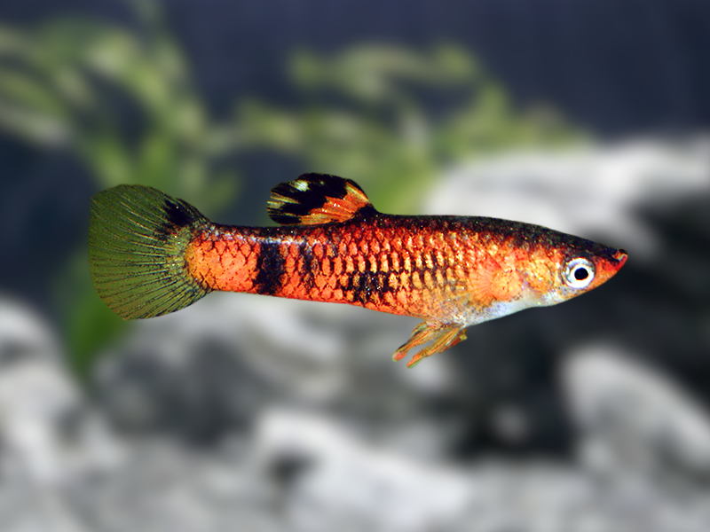 Image of Micropoecilia picta