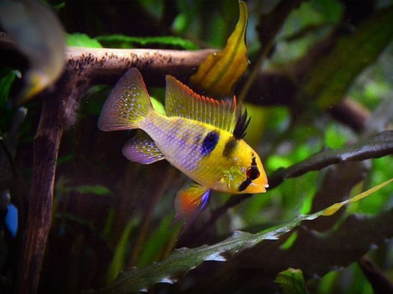 Image of Mikrogeophagus ramirezi