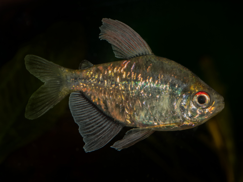 Image of Moenkhausia pittieri