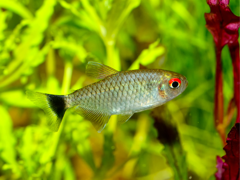 Moenkhausia sanctaefilomenae