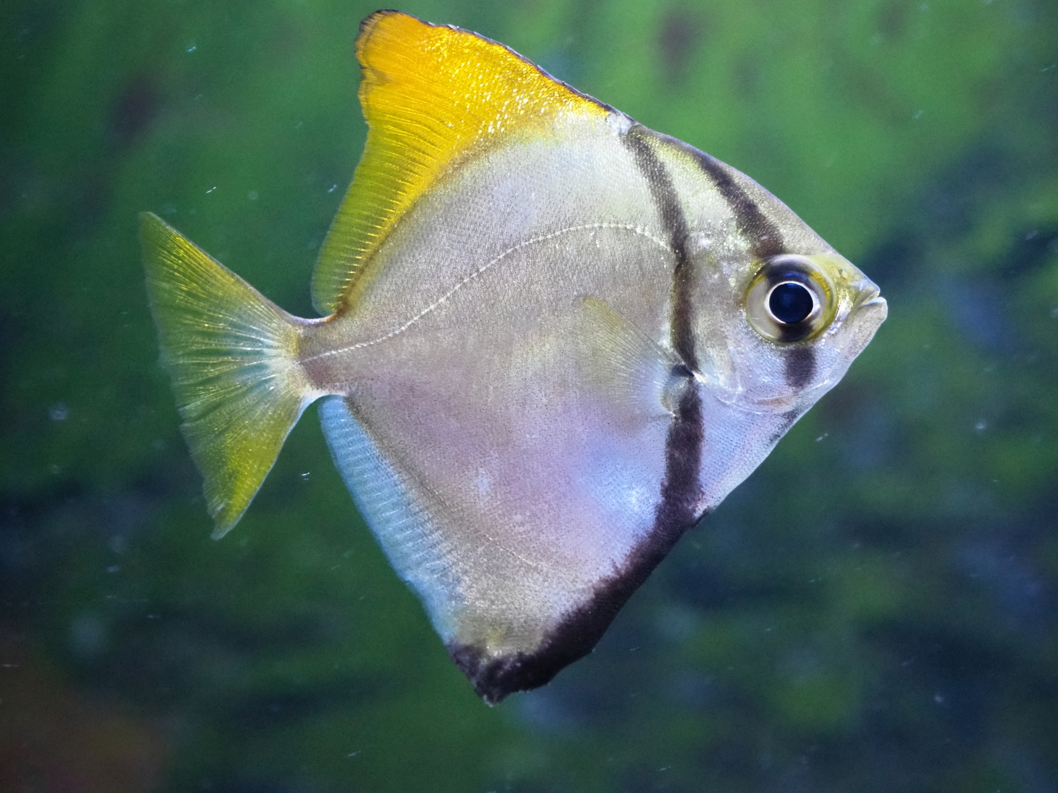Image of Monodactylus argenteus