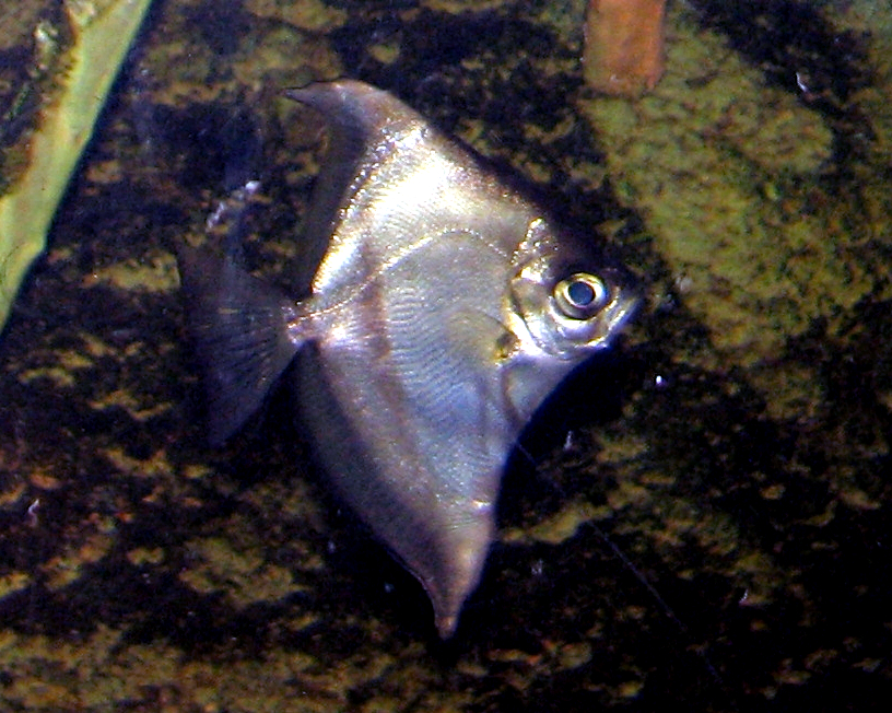 Image of Monodactylus sebae