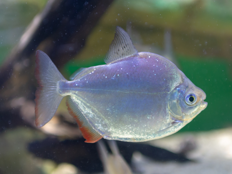 Image of Myleus argenteus