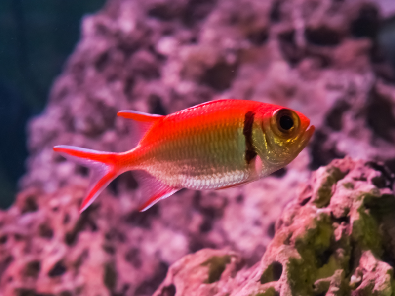 Image of Myripristis jacobus