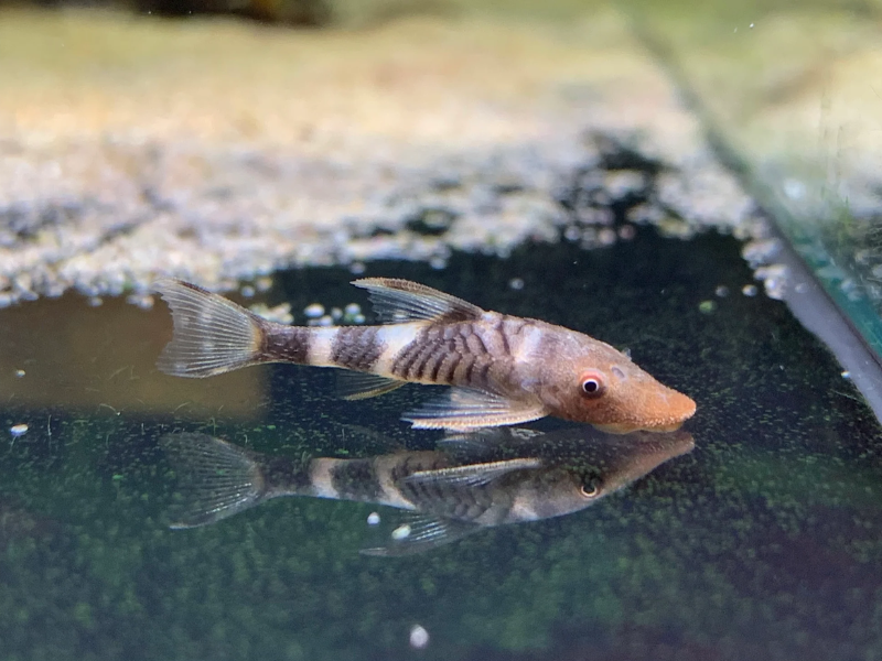 Image of Nannoptopoma robocop