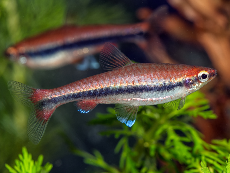 Nannostomus beckfordi