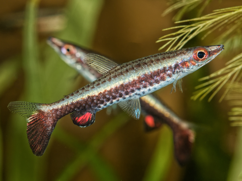 Image of Nannostomus eques