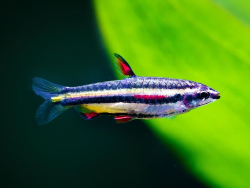 Nannostomus marginatus