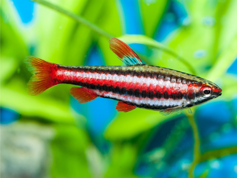 Nannostomus mortenthaleri