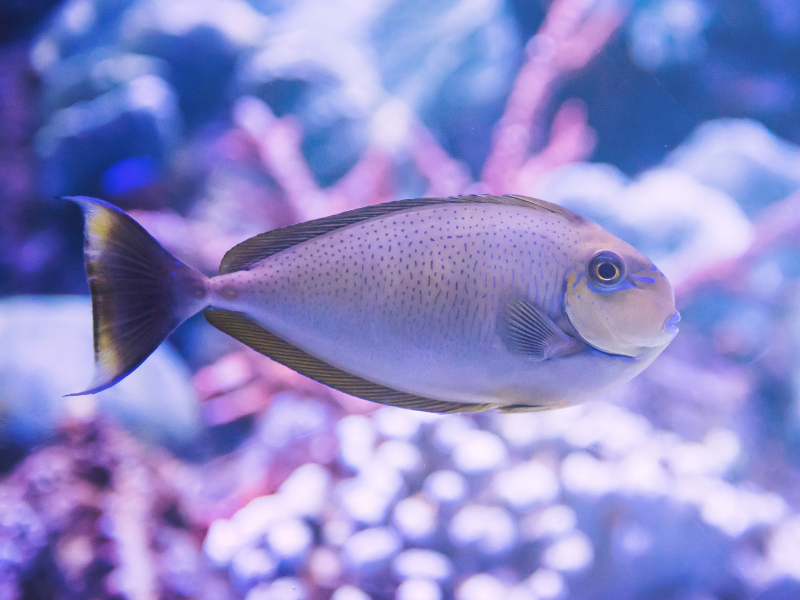 Image of Naso vlamingii