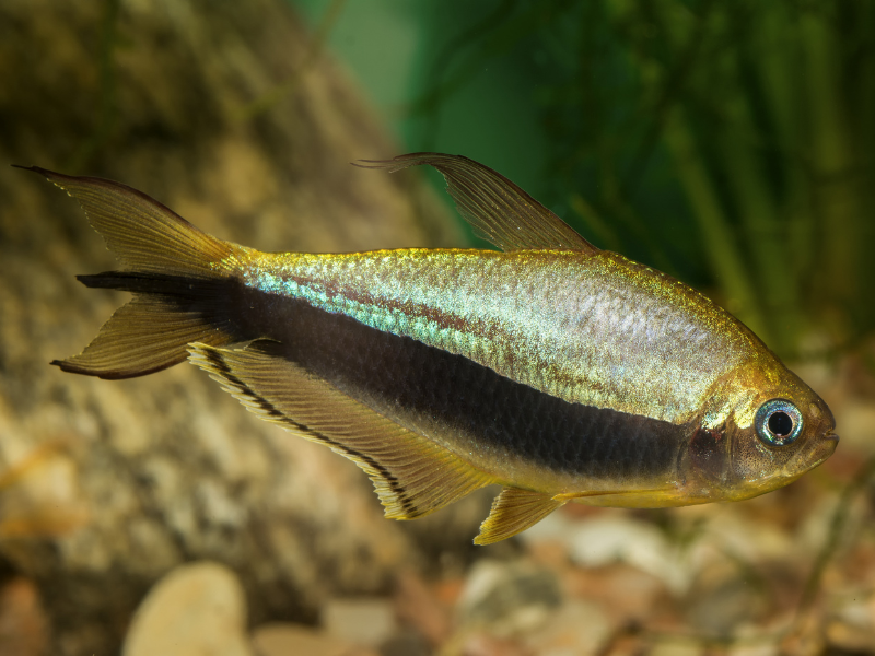 Image of Nematobrycon palmeri