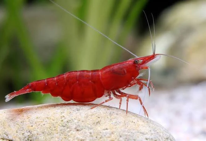 Image of Neocaridina davidi