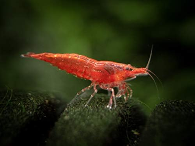 Male