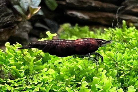 Black Rose Black Rose