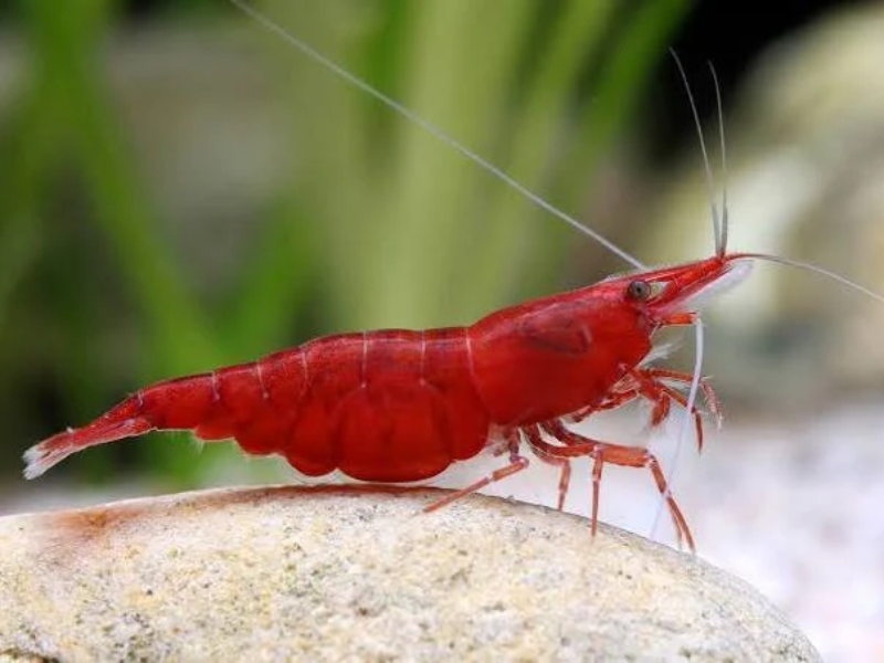 Red Cherry Red Cherry