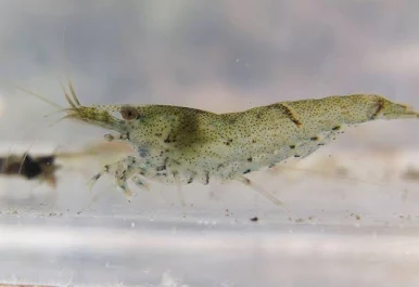 Image of Neocaridina palmata