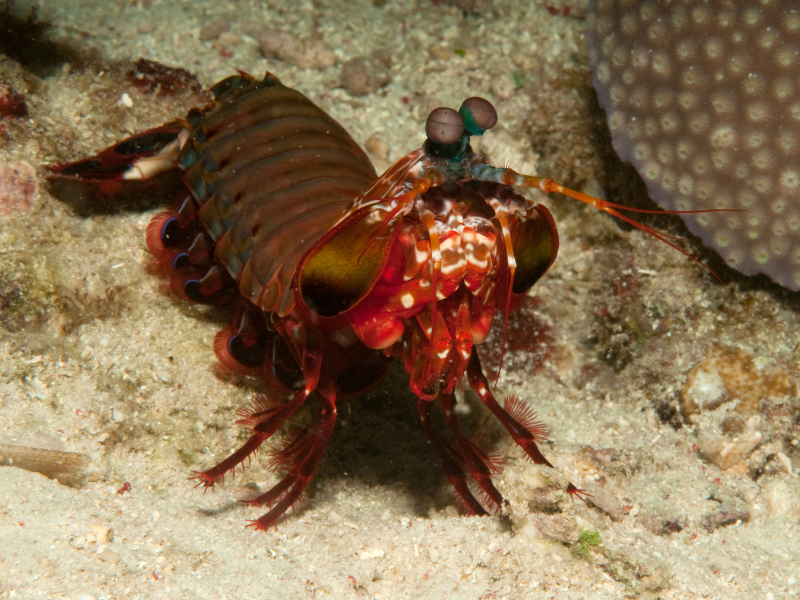 Peacock Mantis Shrimp