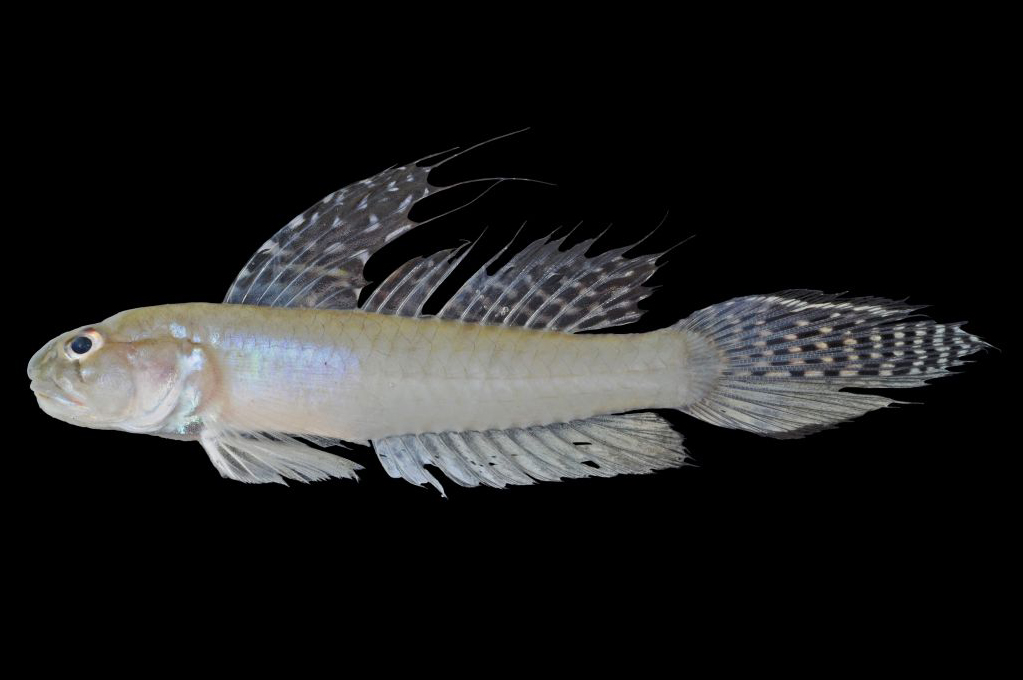 Image of Oligolepis acutipennis