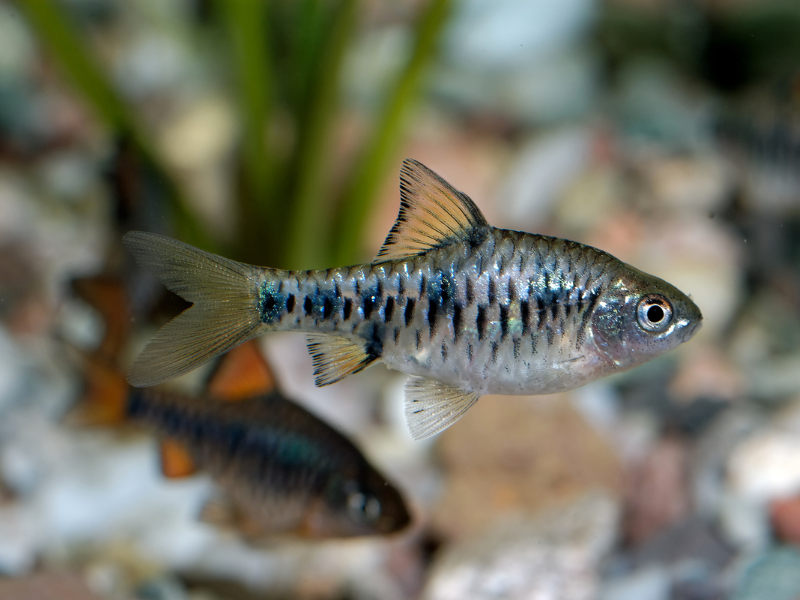 Image of Oliotius oligolepis