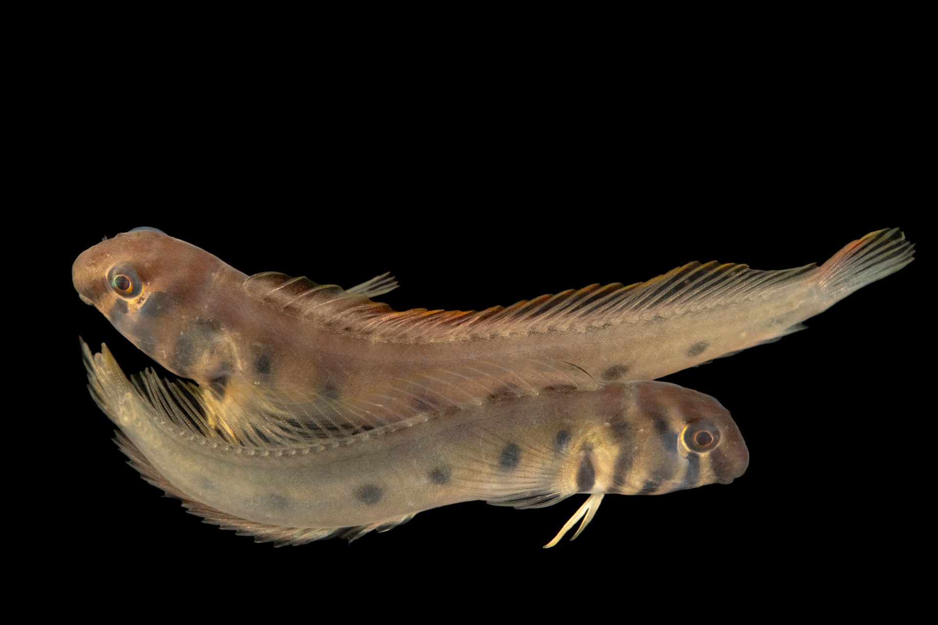 Image of Omobranchus zebra Image of Omobranchus zebra