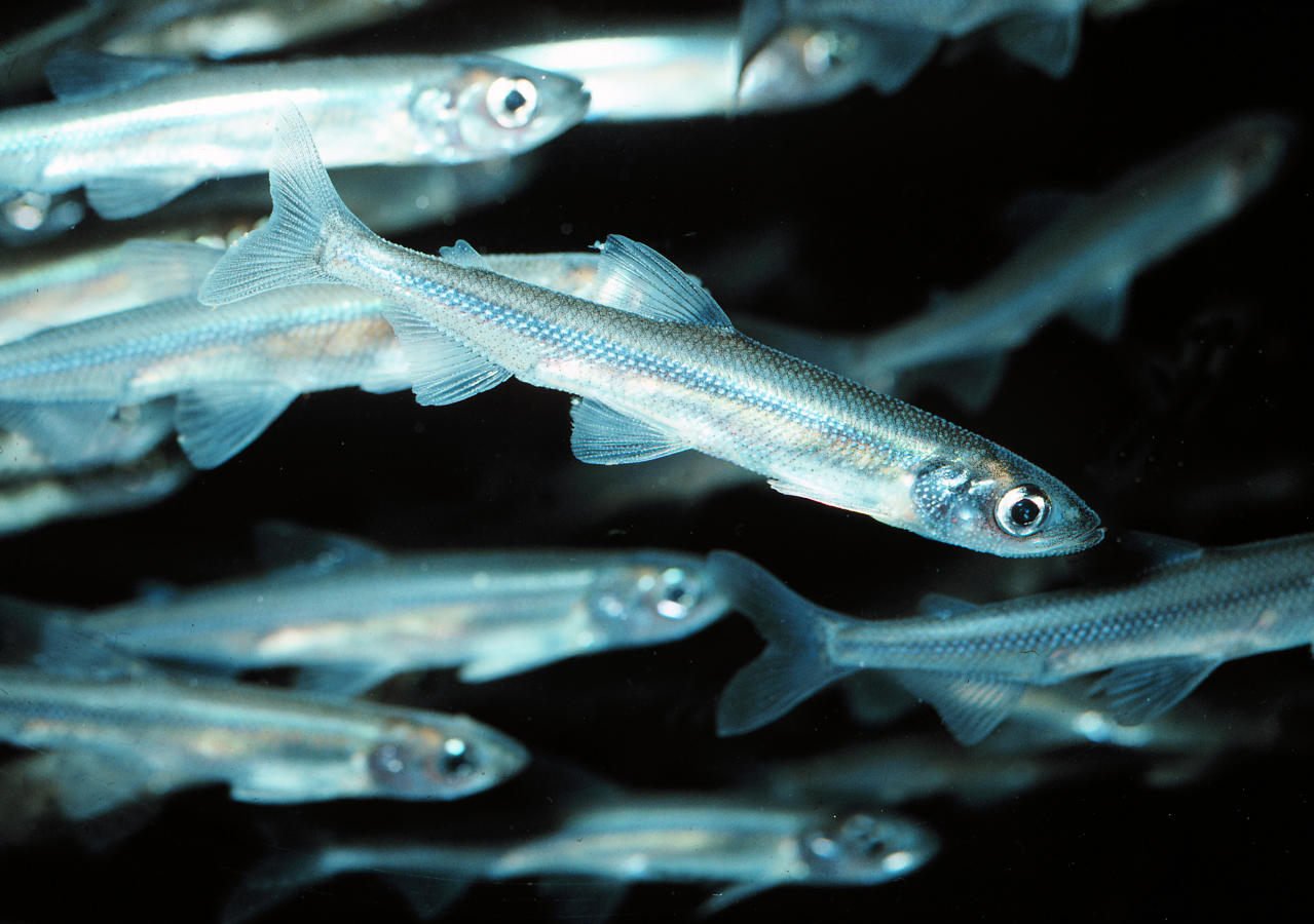 Image of Osmerus eperlanus