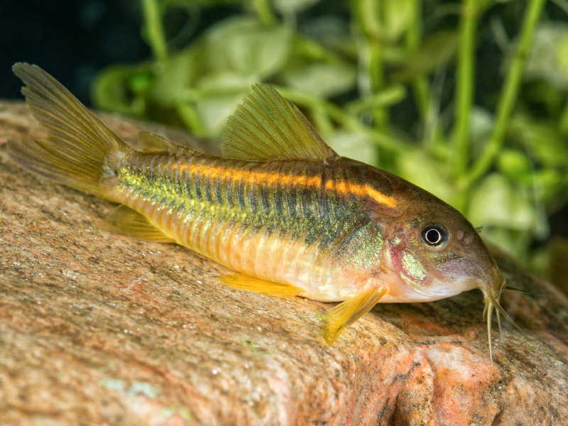 Image of Osteogaster melanotaenia