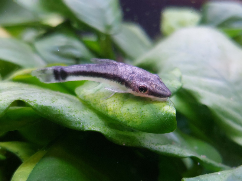 Image of Otocinclus macrospilus