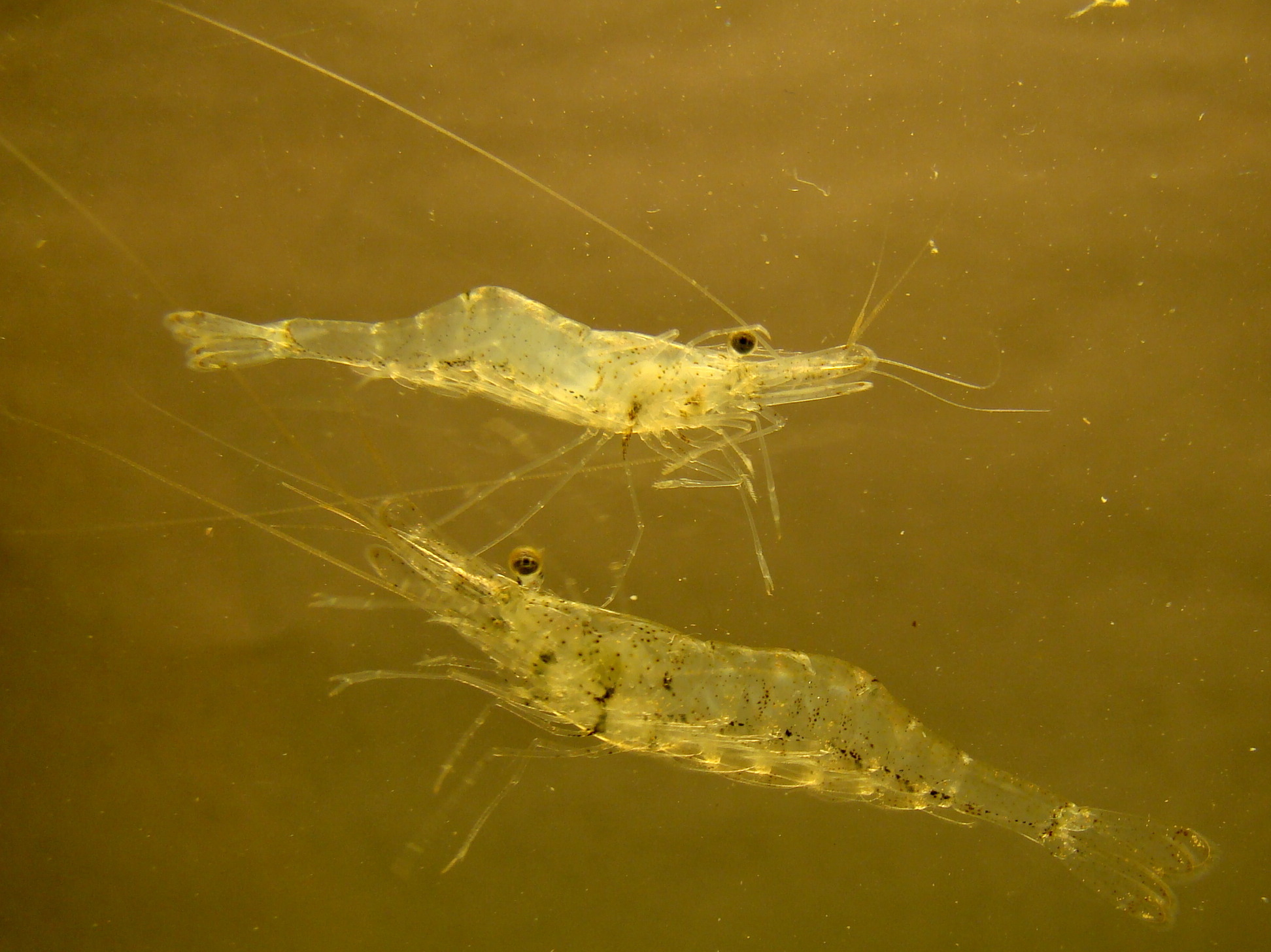 Mississippi Grass Shrimp