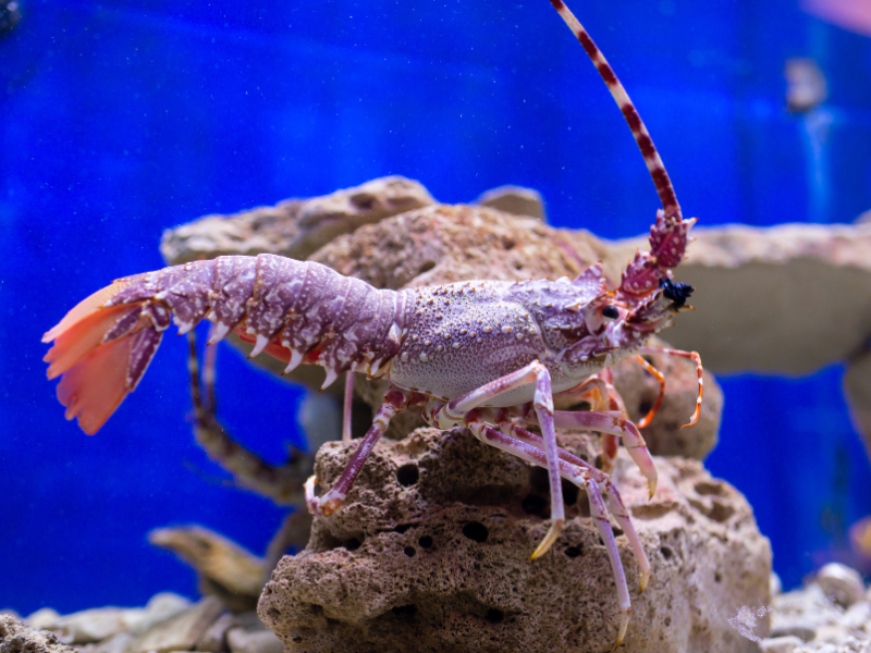 Common Spiny Lobster