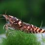 Image of Paracaridina meridionalis