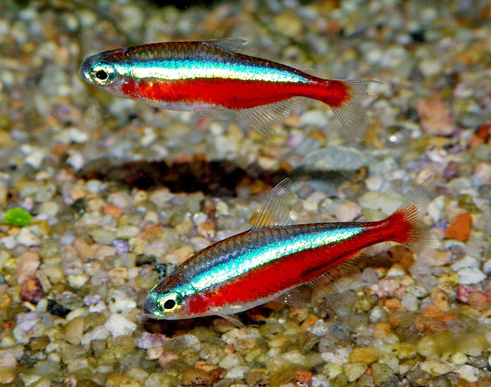 Image of Paracheirodon axelrodi