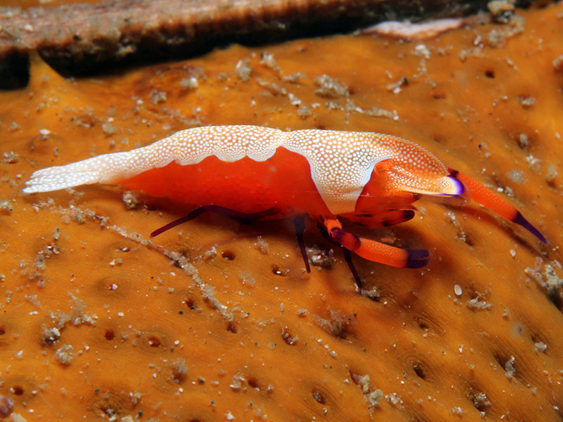 Emperor Shrimp