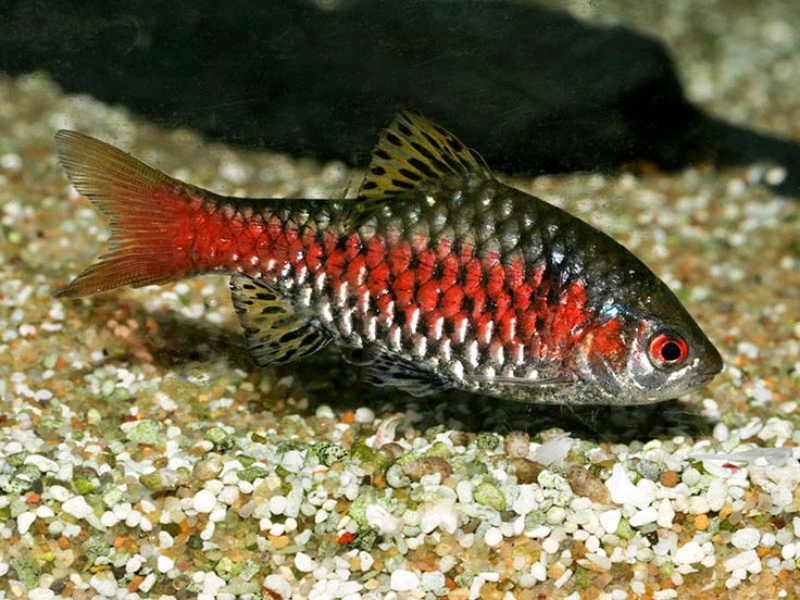 Image of Pethia padamya