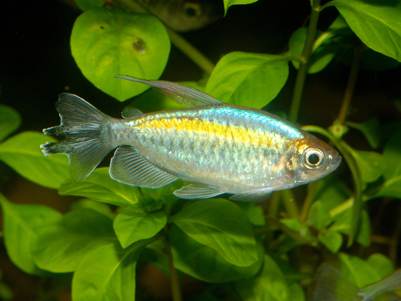 Image of Phenacogrammus interruptus