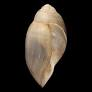 Image of Physa fontinalis