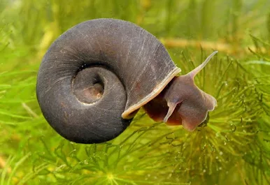 Image of Planorbarius corneus