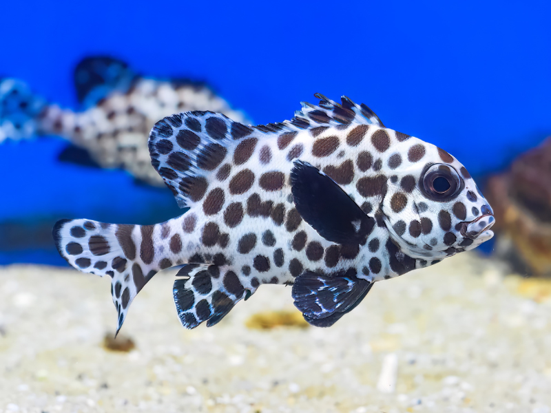 Image of Plectorhinchus chaetodonoides