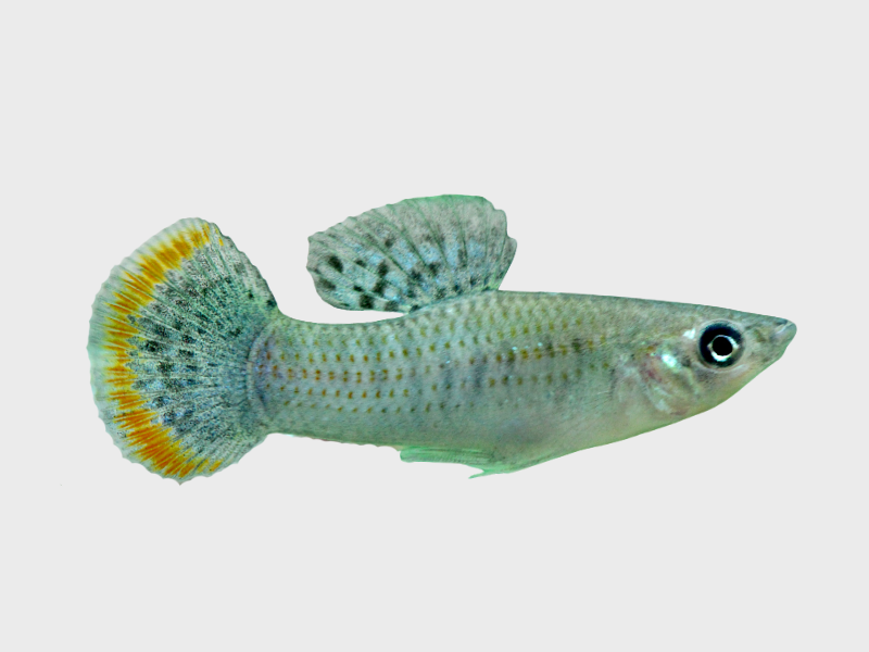 Poecilia butleri