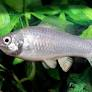Image of Poecilia latipinna