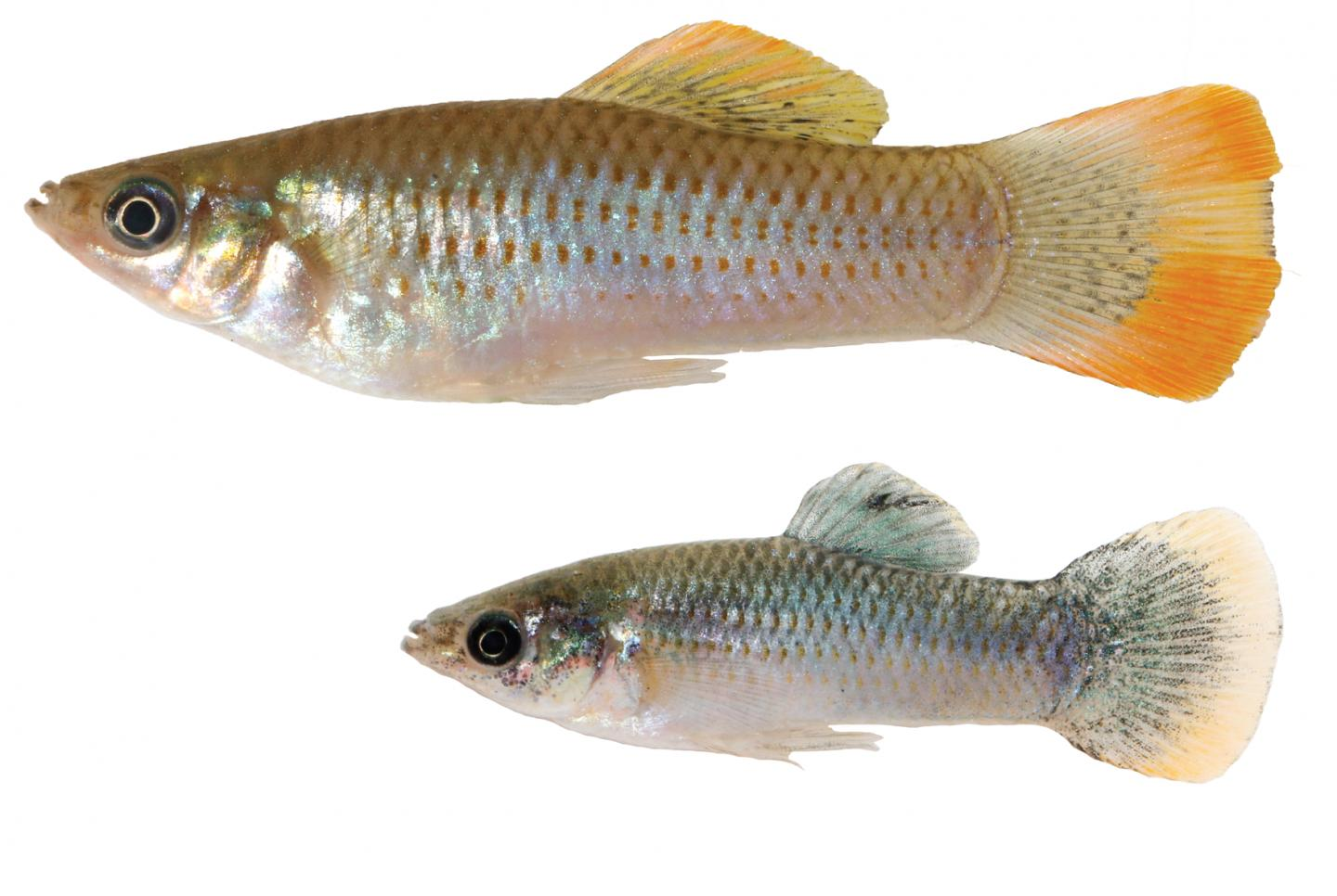 Image of Poecilia mexicana Image of Poecilia mexicana