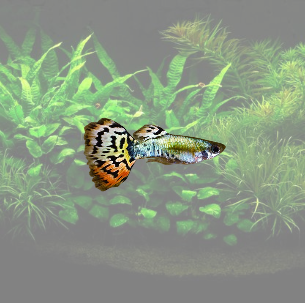 Image of Poecilia reticulata