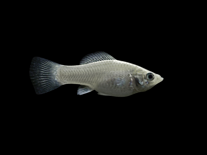 Image of Poecilia sphenops