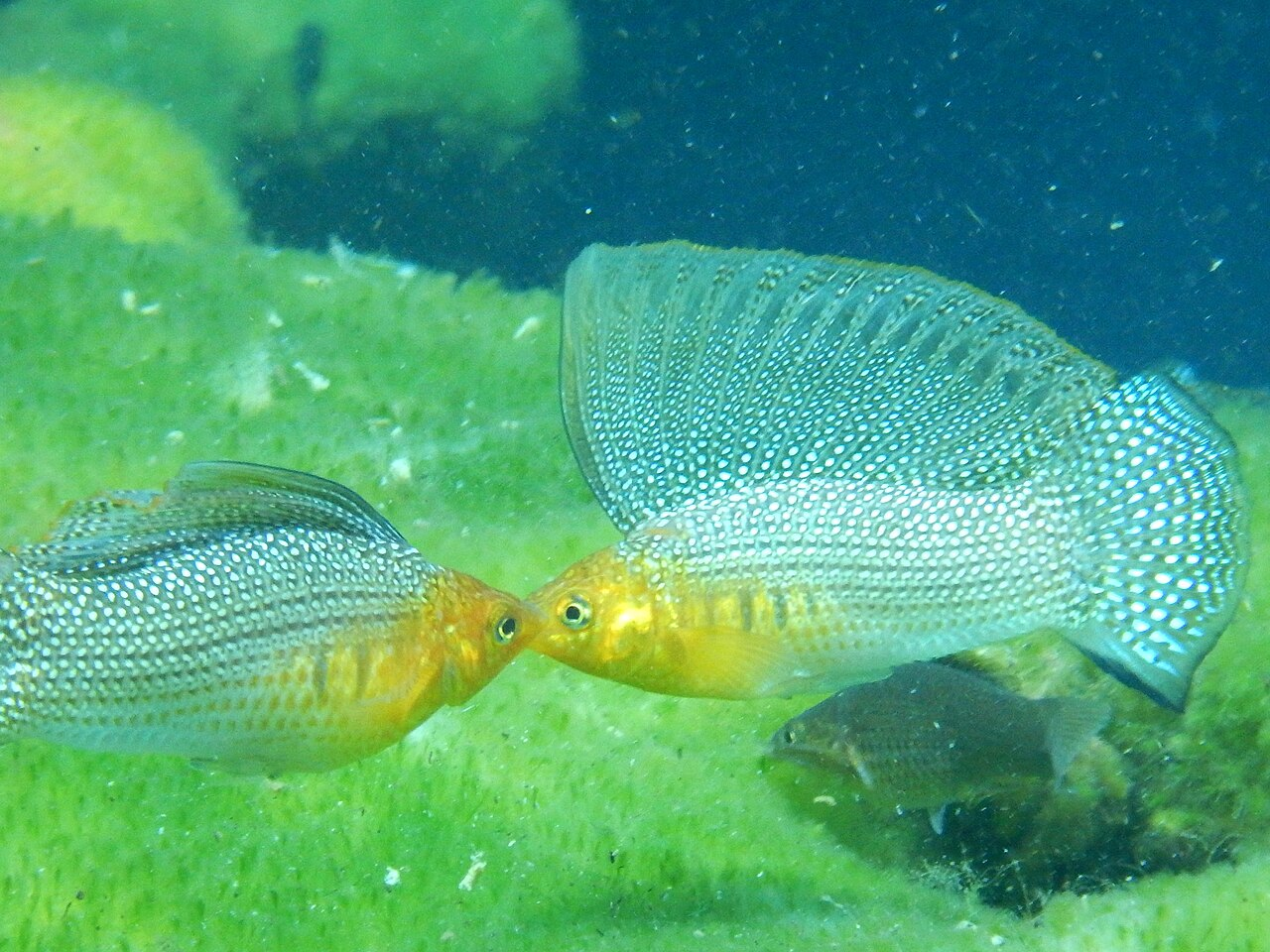 Image of Poecilia velifera