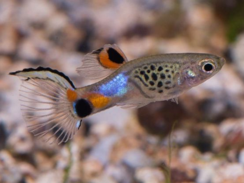 Endler's Livebearer