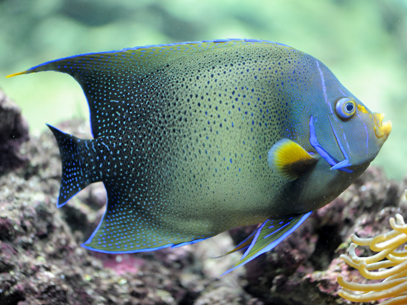 Image of Pomacanthus semicirculatus